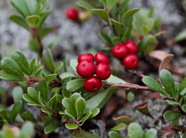UrinoFix contains bearberry leaves